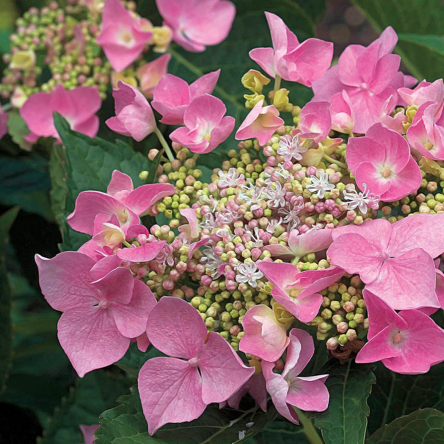 Hydrangea Let's Dance® Starlight