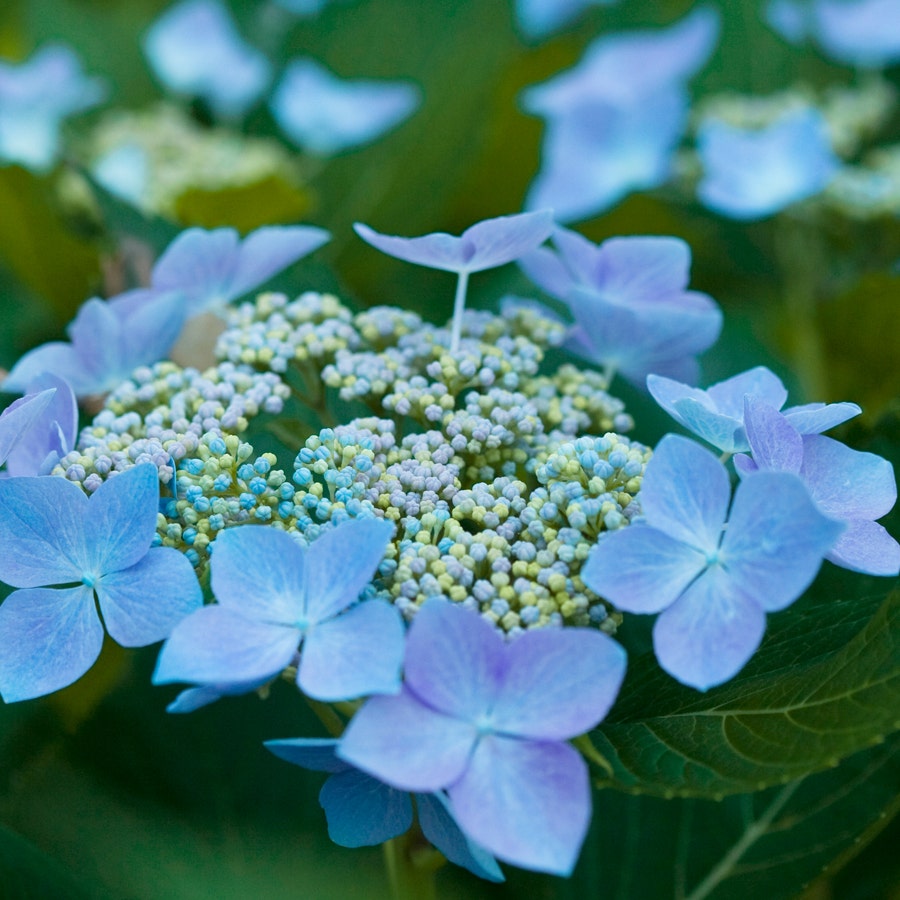 Hydrangea Let's Dance® Starlight