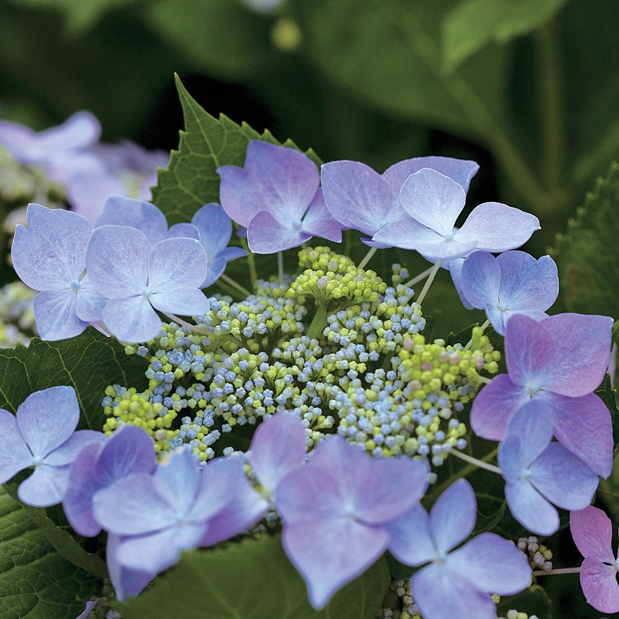 Hydrangea Let's Dance® Starlight