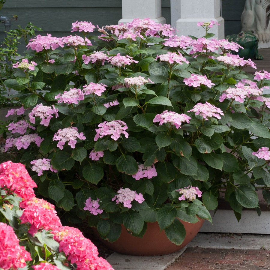 Hydrangea Let's Dance® Starlight