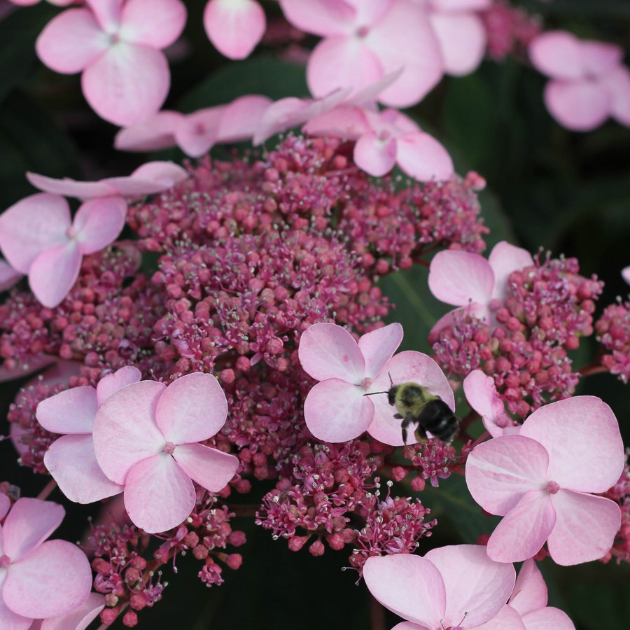 Hydrangea Let's Dance® Starlight