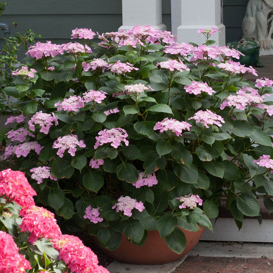 Hydrangea Let's Dance® Starlight