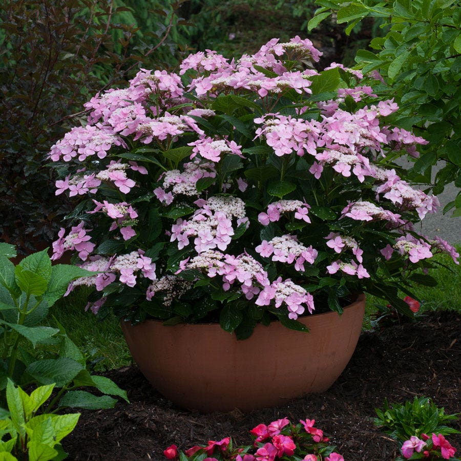 Hydrangea Let's Dance® Starlight