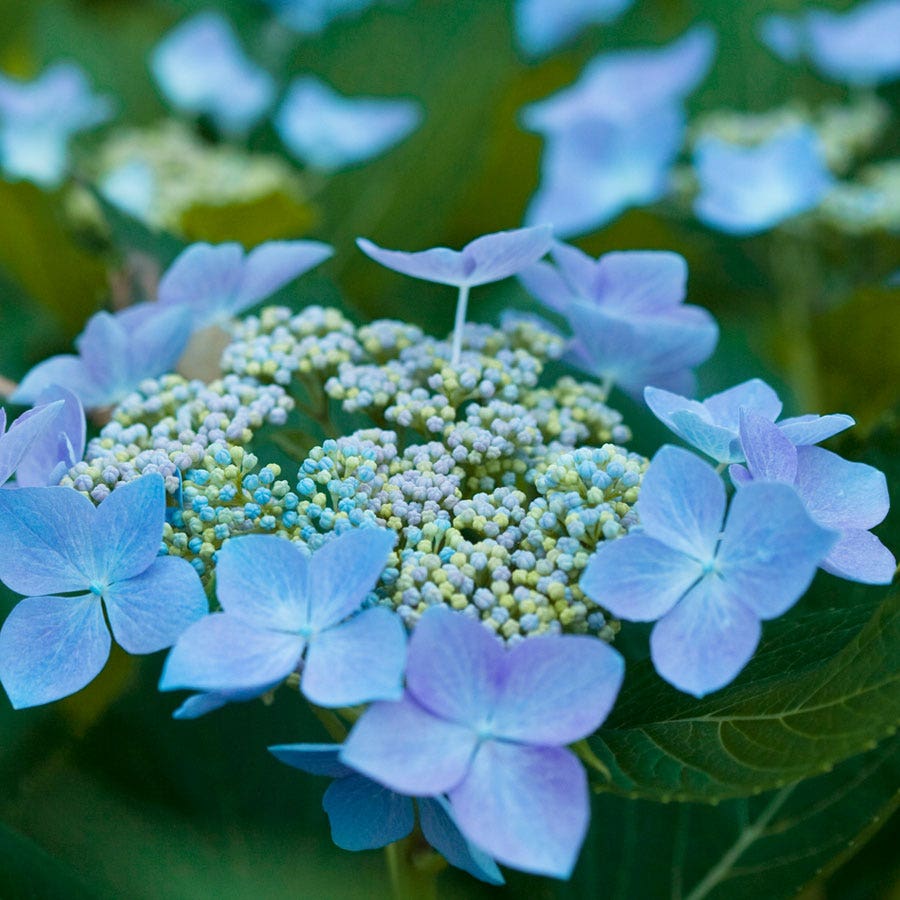Hydrangea Let's Dance® Starlight