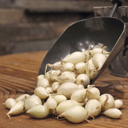 White Onion Sets