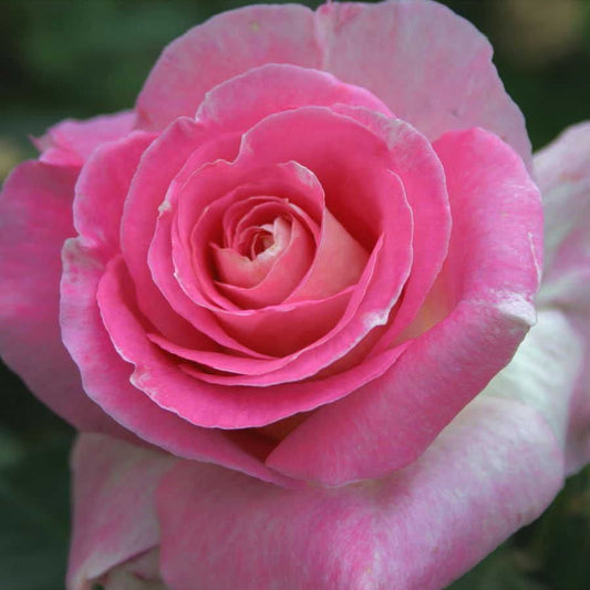 Rosa Change of Heart