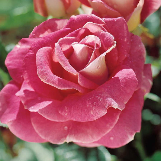 Rosa Change of Heart