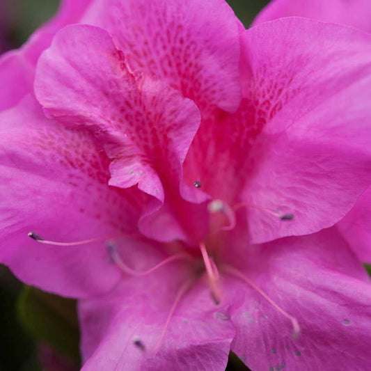 Azalea Bloom-a-Thon® Lavender