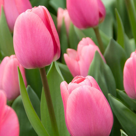 Tulipa Big Love Tulip Bulbs