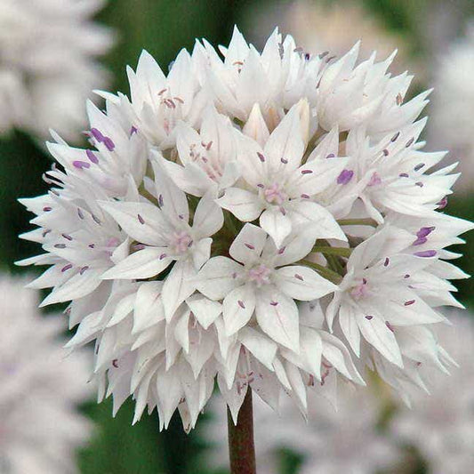 'Graceful Beauty' Ornamental Onion Bulbs