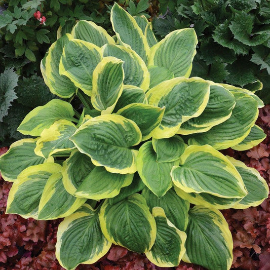 Hosta 'Royal Wedding' Plantain Lily