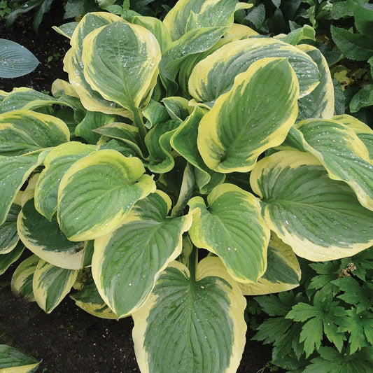 Hosta 'Royal Wedding' Plantain Lily