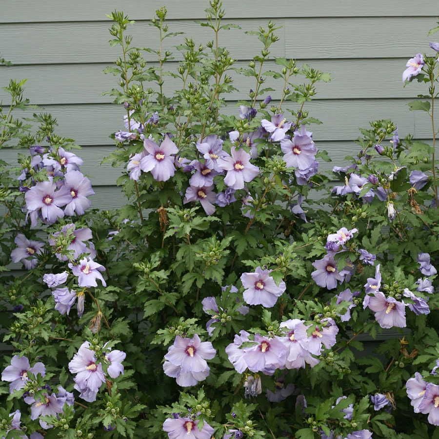 Hibiscus Azurri Blue Satin® Rose of Sharon