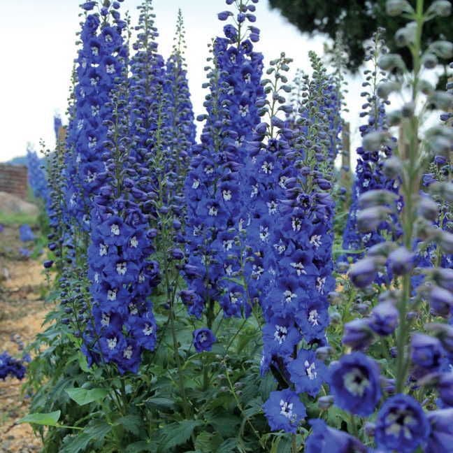 Delphinium 'Cobalt Dreams'
