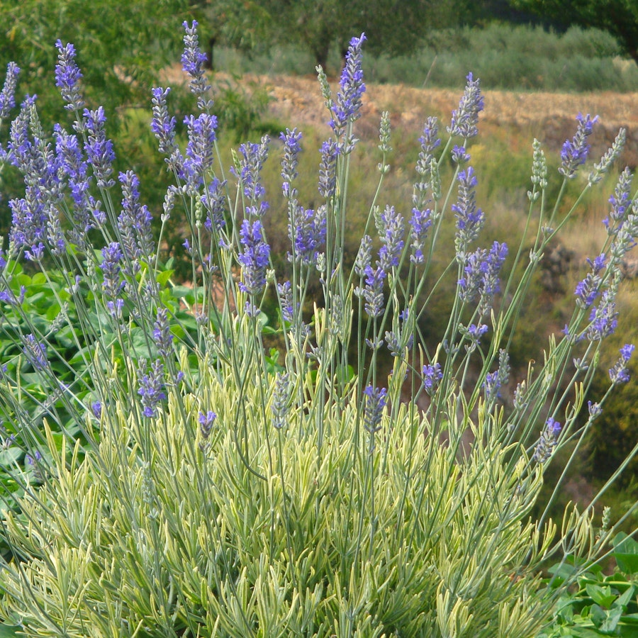 lavender blonde plant Lavandula angustifolia Platinum Blondefor Sale – Wayside Gardens