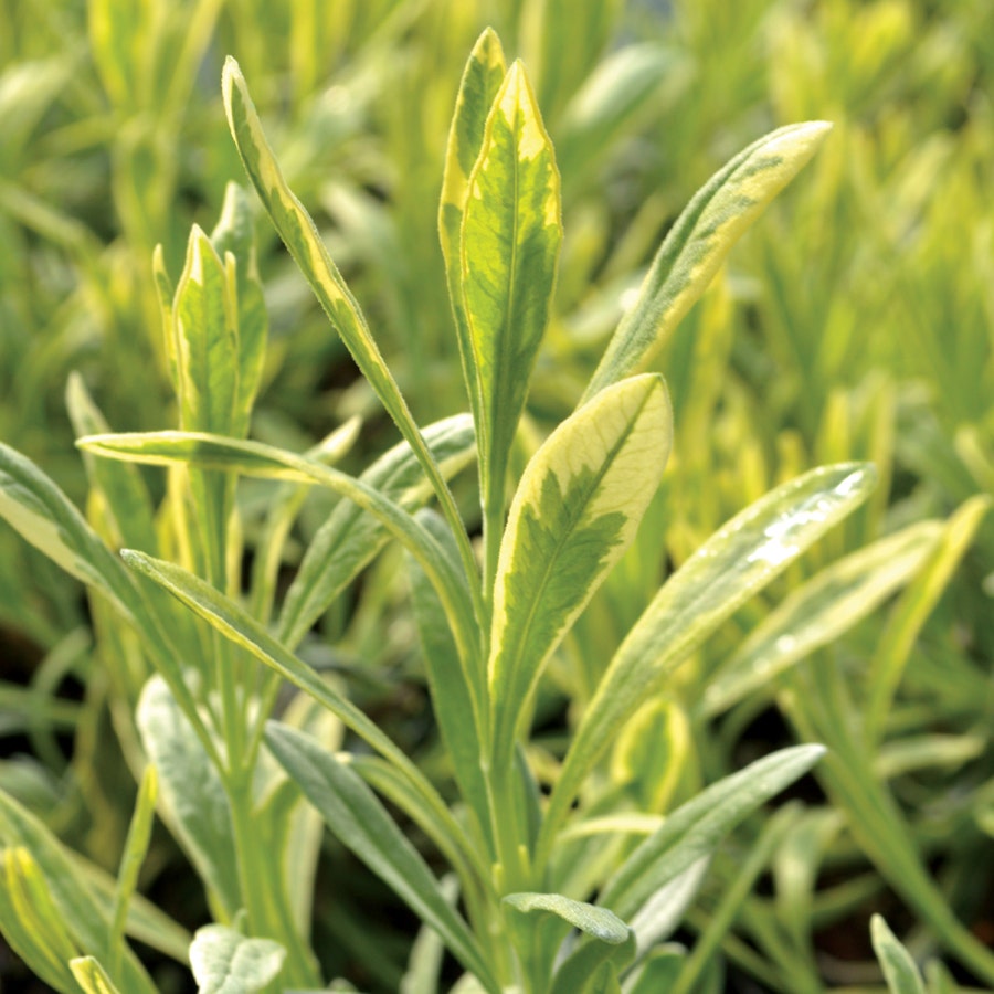 Lavandula Platinum Blonde™