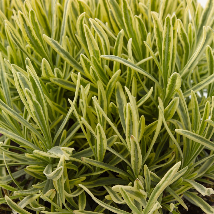Lavandula Platinum Blonde™