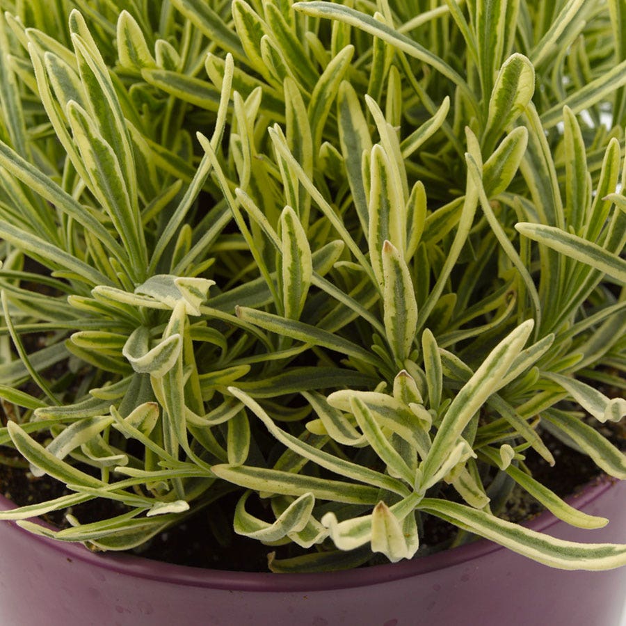 Lavandula Platinum Blonde™