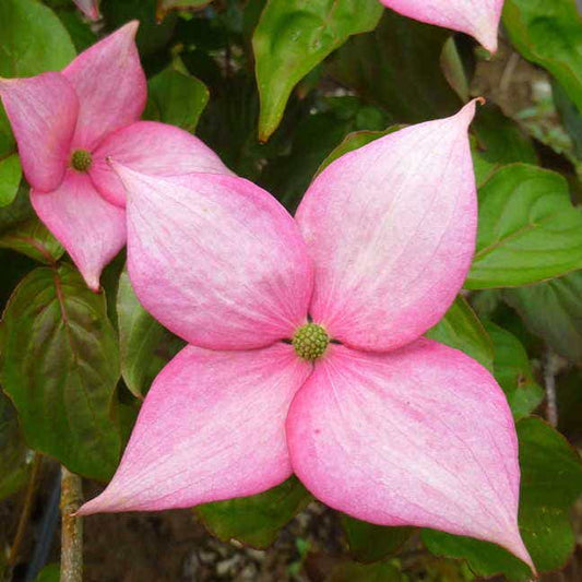 Cornus Rosy Teacups®