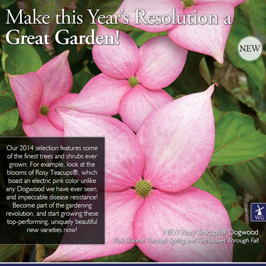 Cornus Rosy Teacups®