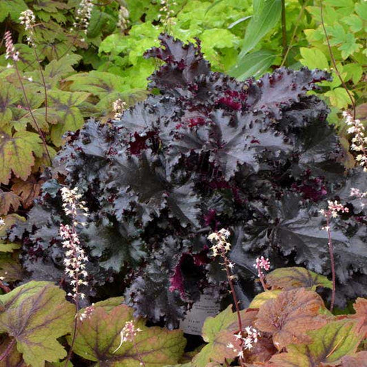 Heuchera 'Black Taffeta'