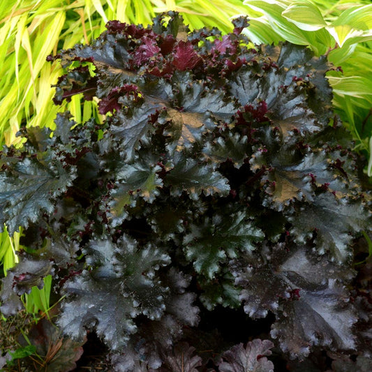 Heuchera 'Black Taffeta'