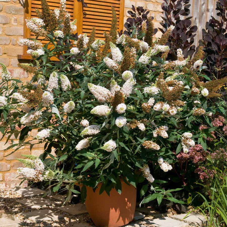 Buddleia Buzz™ Ivory