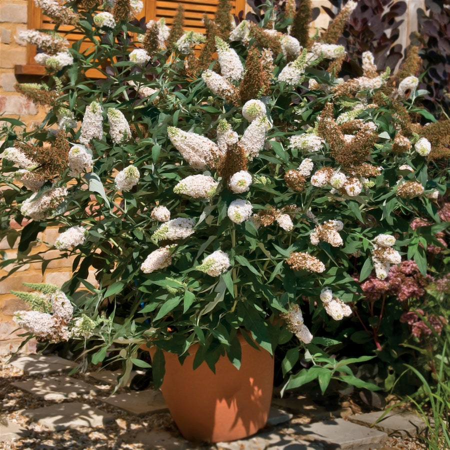 Buddleia Buzz™ Ivory