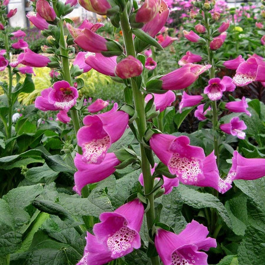 Digitalis 'Dalmatian Purple'