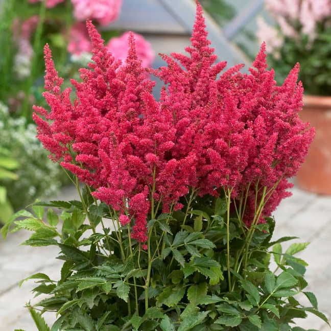 Astilbe 'Fireberry' Shade Perennial