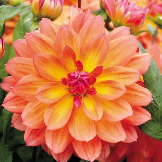 Dahlia 'Firepot' Bulb Yellow Dahlia