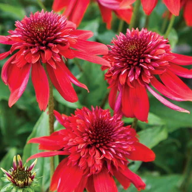 echinacea succulent Echinacea 'Eccentric' Red Coneflower – Wayside Gardens
