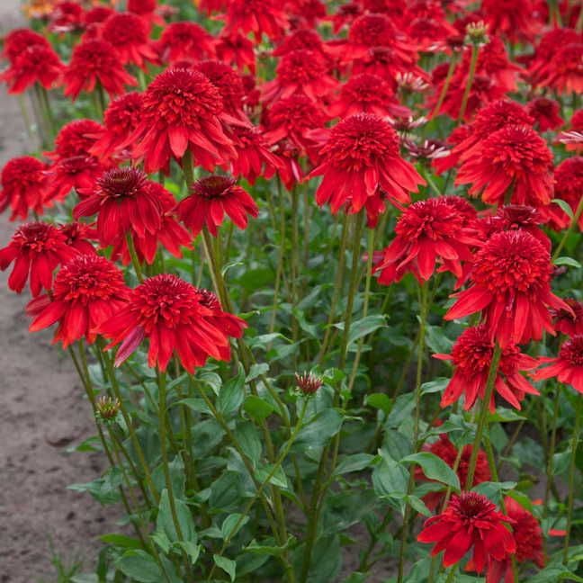 Echinacea 'Eccentric' Red Coneflower