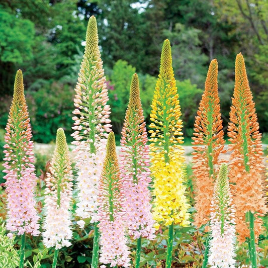 Eremurus Ruiter's Hybrid Mix Bulbs
