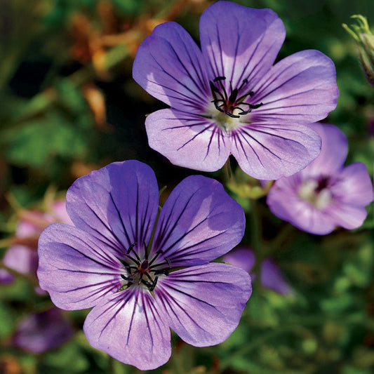 Geranium 'Havana Blues'