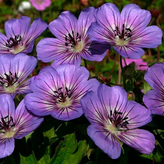 Geranium 'Havana Blues'