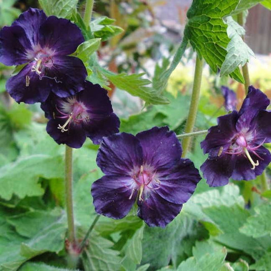 Geranium 'Raven'