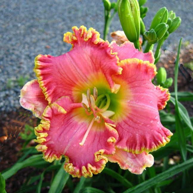 Hemerocallis 'Diva's Choice'