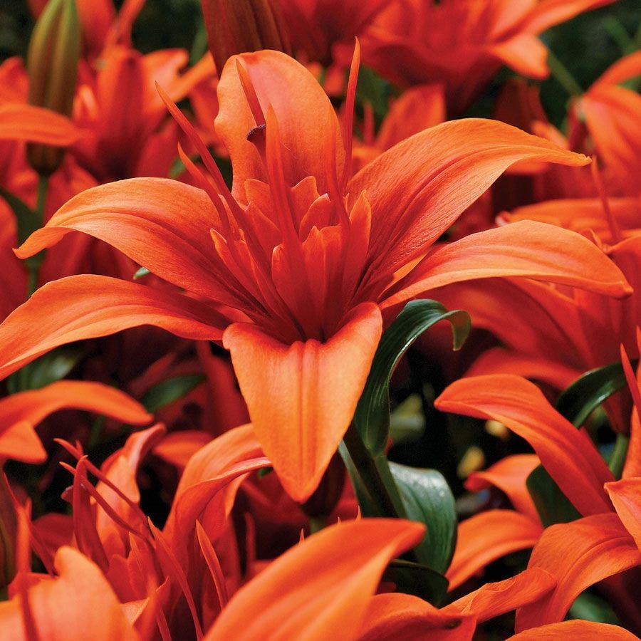 Lilium Asiatic Red Twin® Bulbs