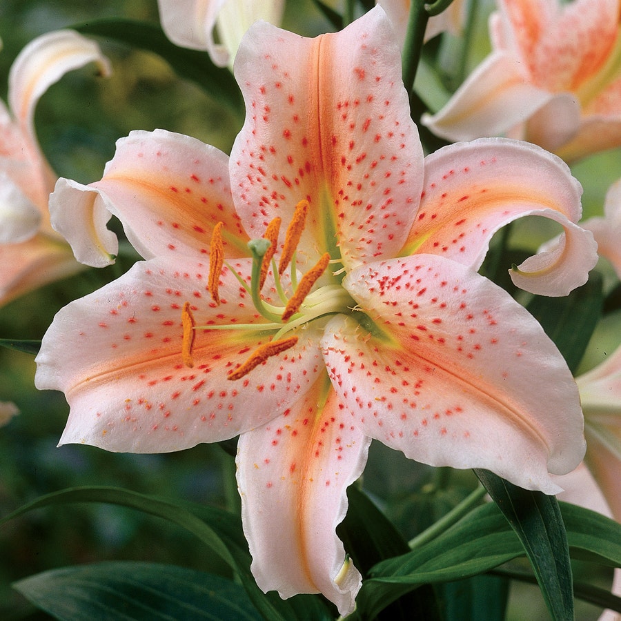 tiger lily stargazer lily Oriental Lily Salmon Star Bulbs