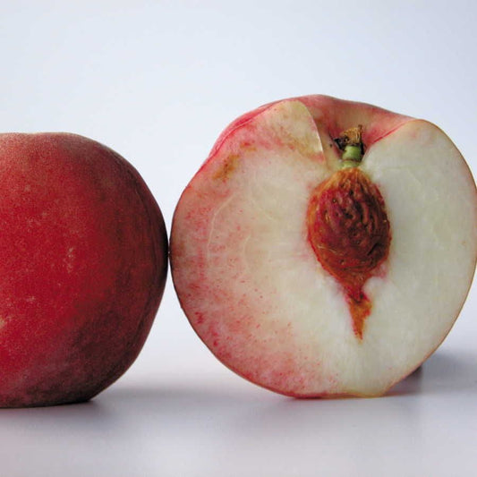 Prunus White Delight Peach