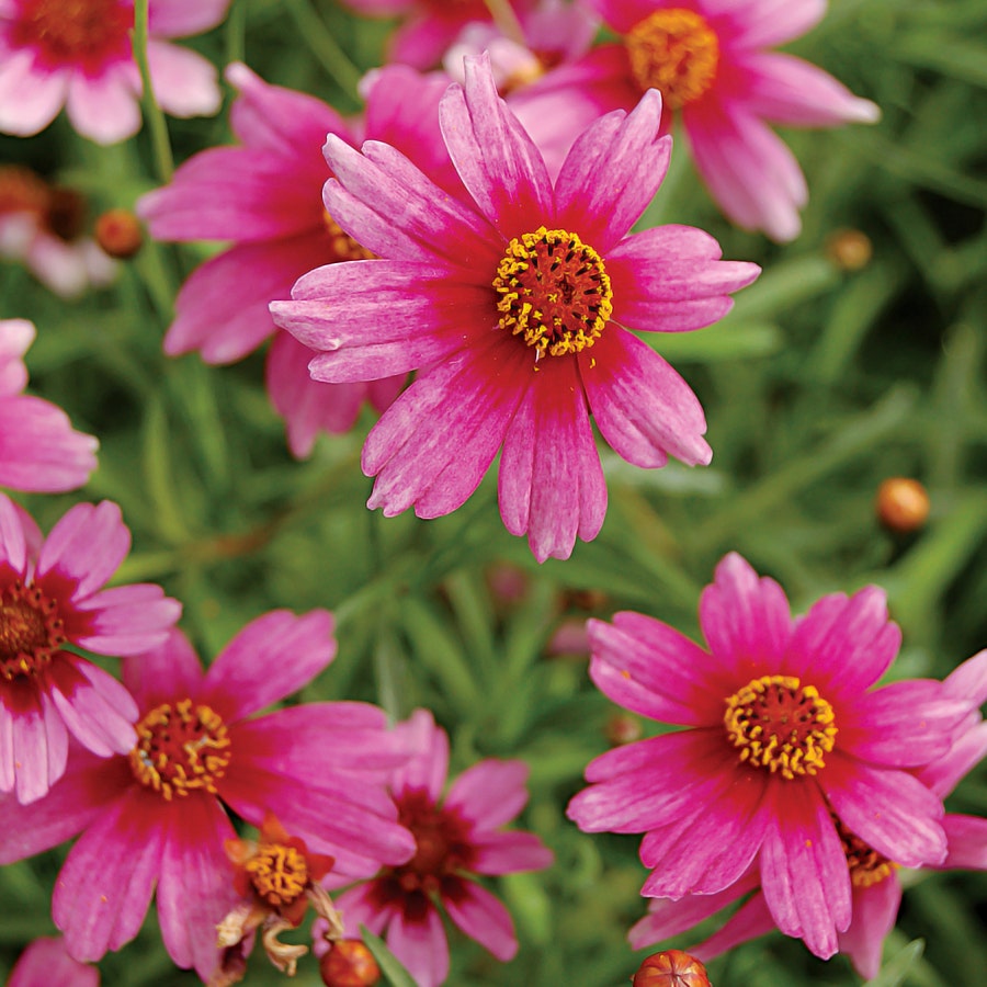 Coreopsis 'Heaven's Gate'