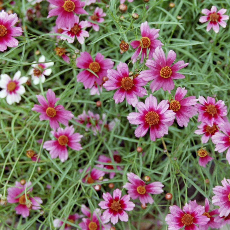 Coreopsis 'Heaven's Gate'