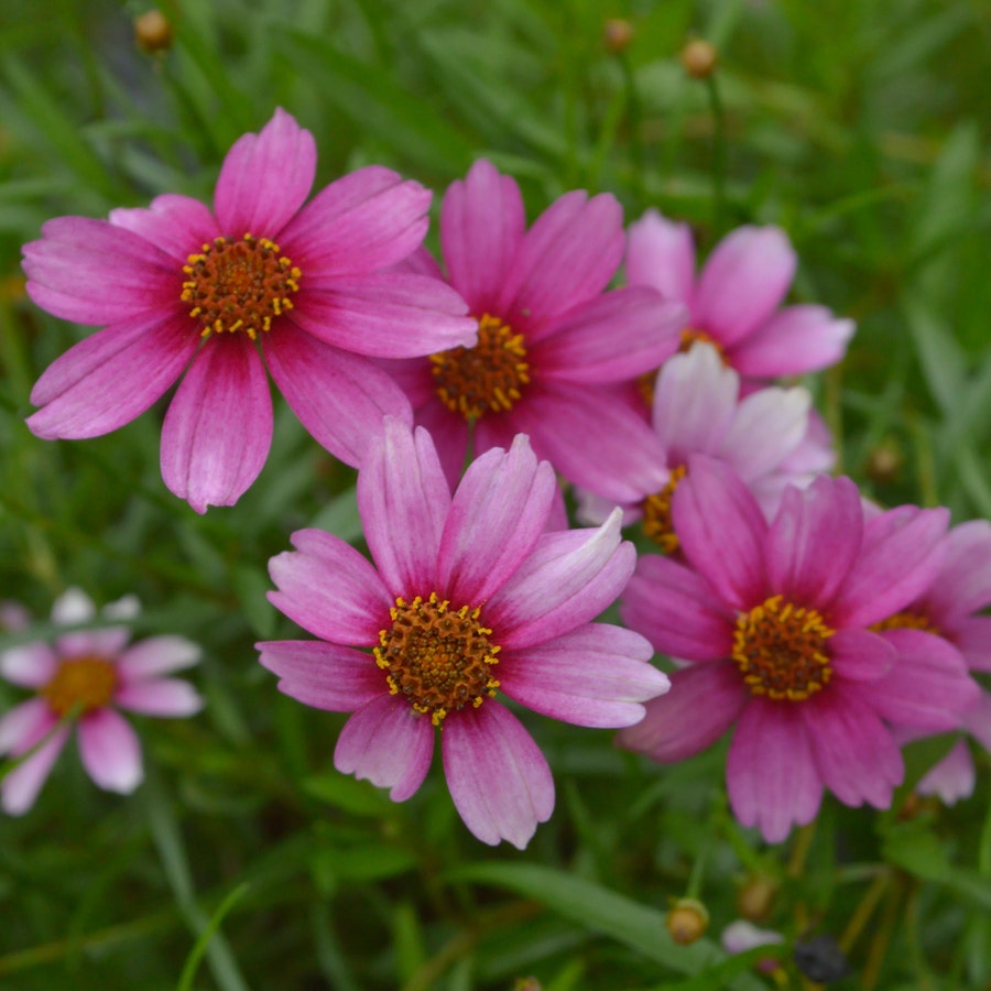 Coreopsis 'Heaven's Gate'