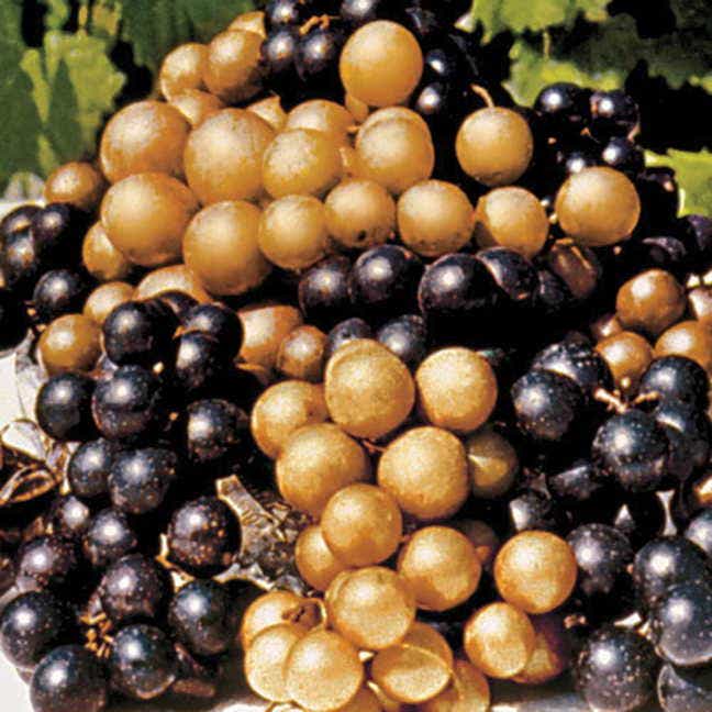 When are Muscadines in Season: Discover Peak Harvest Times!