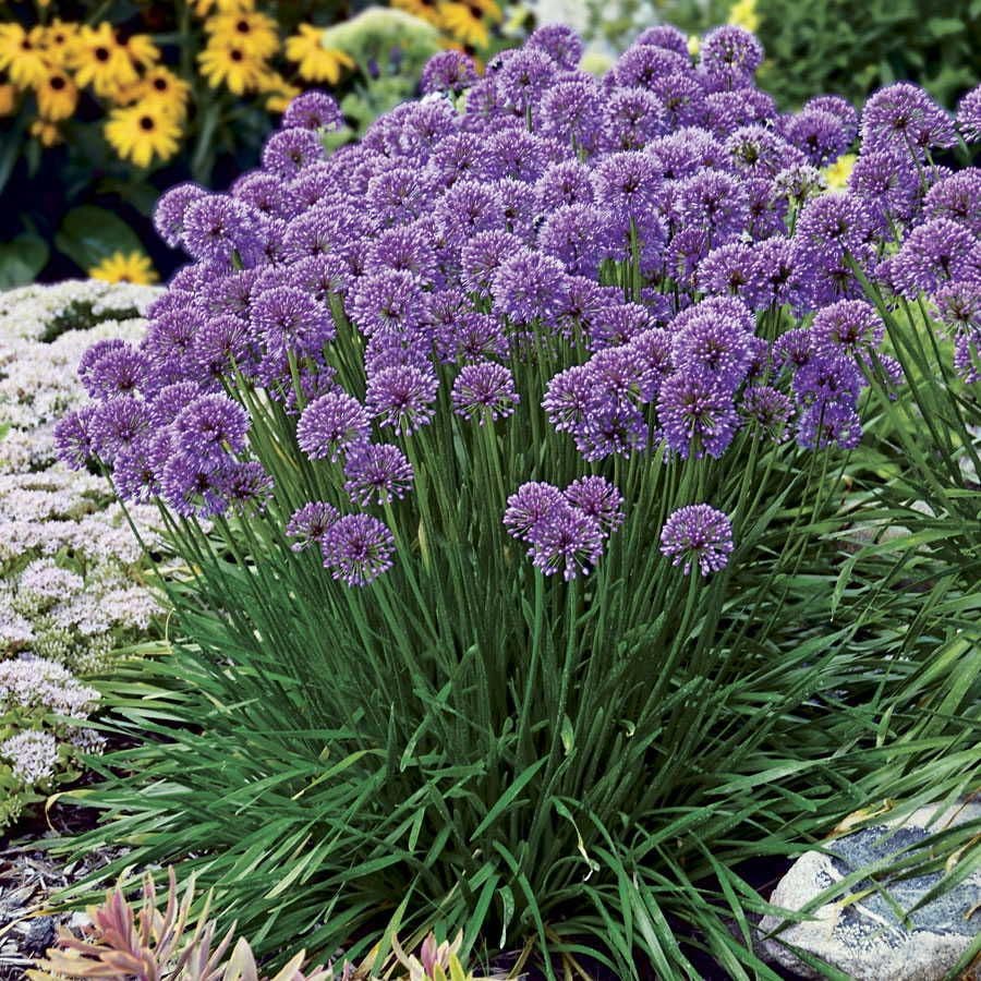 Allium 'Millenium'