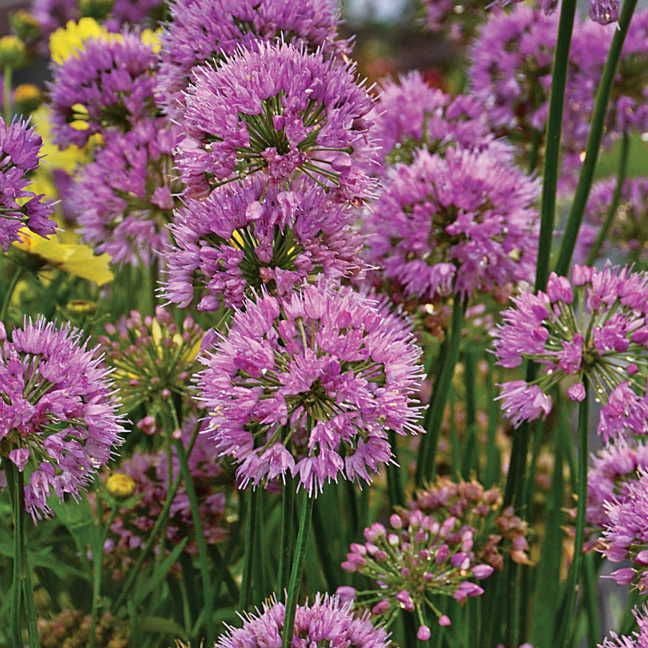 Allium 'Millenium'