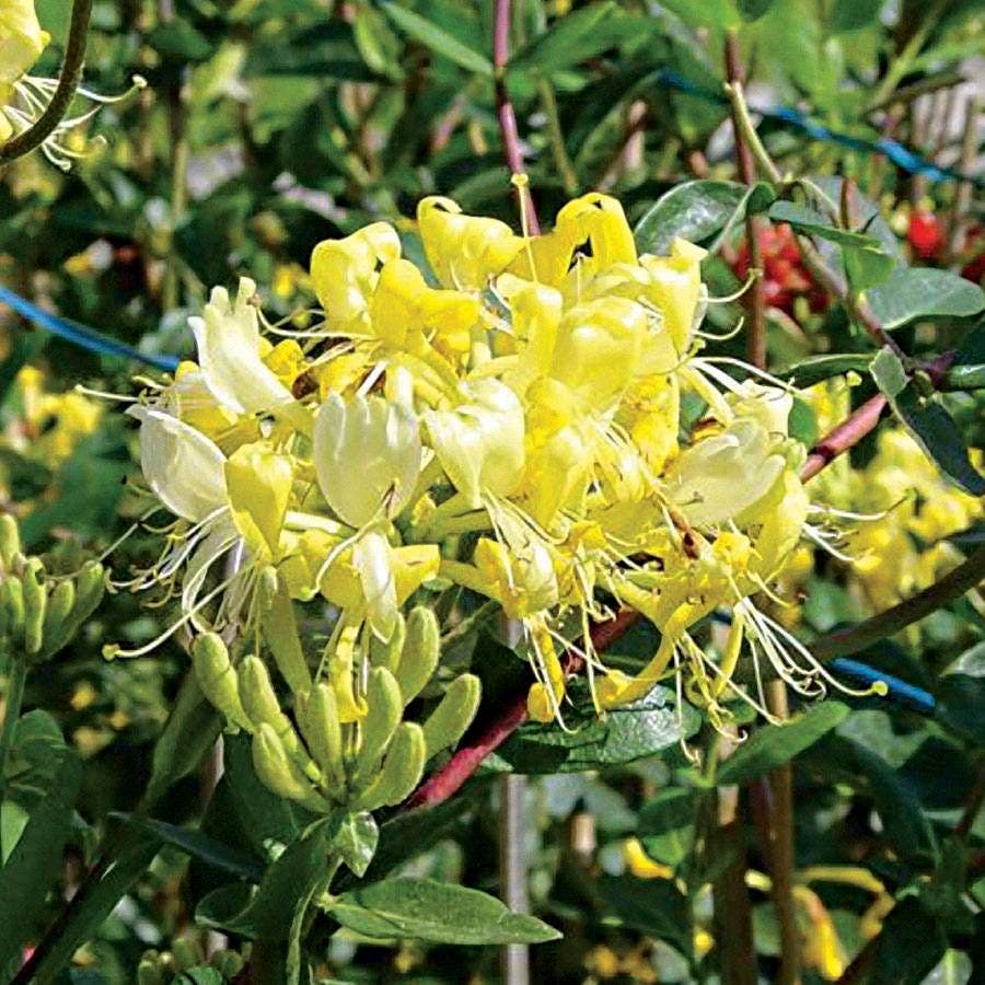 Lonicera 'Scentsation'