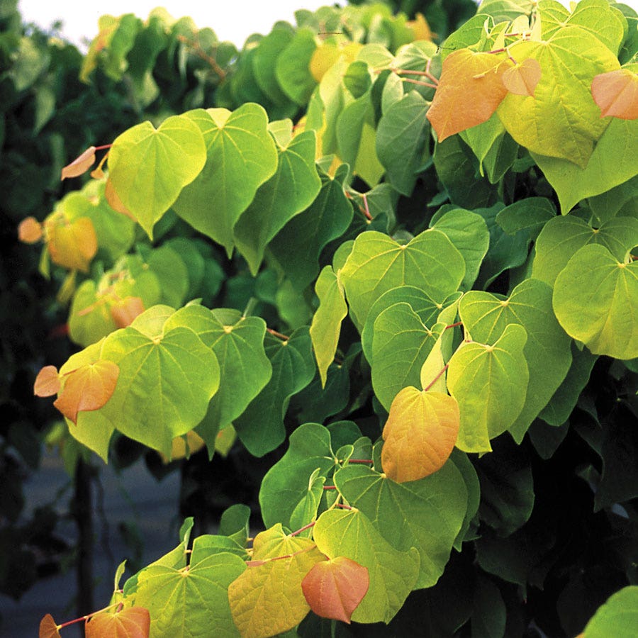 Cercis The Rising Sun™