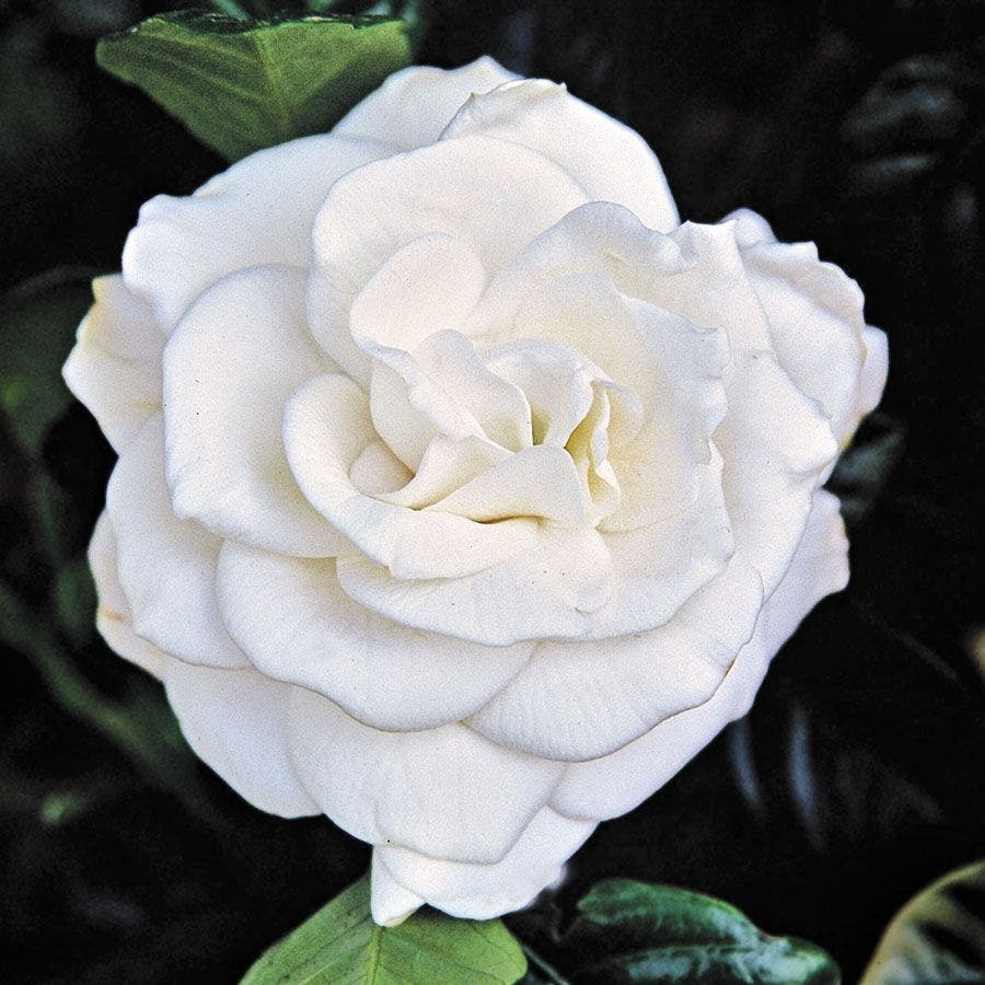 Gardenia 'Chuck Hayes'
